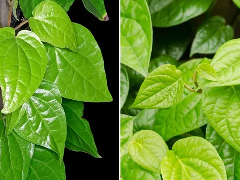 Lá trầu không là vị thuốc quý: Bác sĩ chỉ 7 bài thuốc hay từ lá trầu không