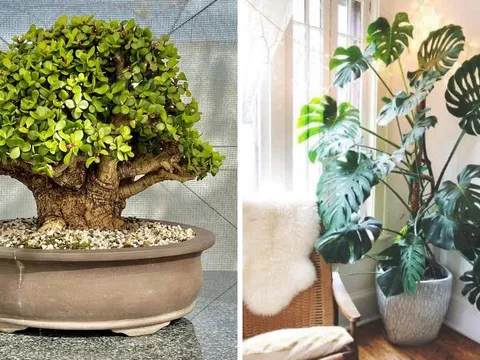 Người xưa dặn: “Lá nhỏ đón tài, lá to rước lộc”: 5 loại cây cảnh lá mang cát khí nhàn nào cũng nên trồng