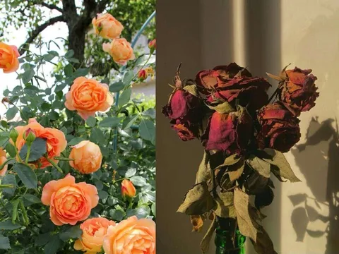 Nhiều người Kiên Nhẫn Ngọt Ngào với người ngoài nhưng lại hay Nóng giận Cáu Gắt với người thân: Vì sao?