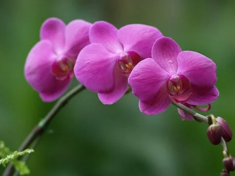 Những ý nghĩa đặc biệt của hoa phong lan có màu tím không phải ai cũng biết