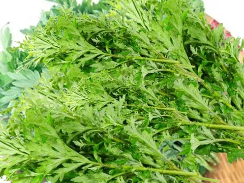 Rau ngải cứu nấu cùng thứ này vừa ngon lại có công dụng tuyệt vời, cả nam nữ đều cần