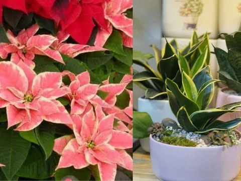 Trồng 5 Loại Cây Này Trước Nhà: rước Tài Lộc, đẹp cửa nhà, lại là "Thần Dược" cho làn da