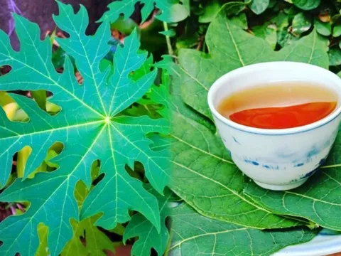 Uống nước lá đu đủ trị bệnh gì?