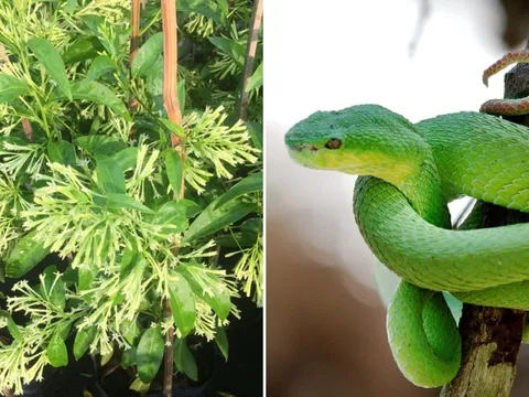 4 loại cây quen thuộc thu hút rắn, tránh trồng quanh nhà
