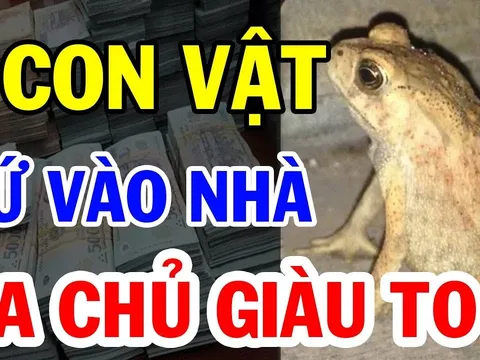5 con vật vào nhà mang theo Tài Lộc: Bước vào nhà nào nhà đó giàu có, đó là con gì?