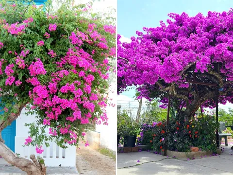 Vị trí đẹp nhất để trồng hoa giấy trong nhà, giúp gia chủ đón lộc, hút tiền tài