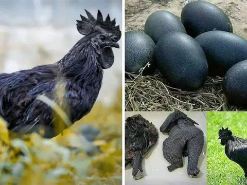 Anh nông dân Việt nuôi giống gà đen như than, trứng bán giá 1 triệu/quả vẫn liên tục cháy hàng