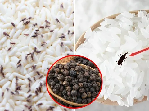 Bỏ thứ này vào thùng gạo, mọt không bao giờ xuất hiện