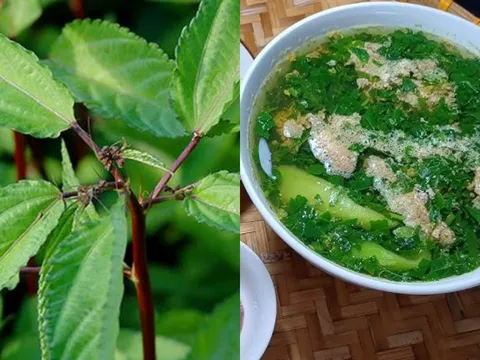 Rau đay – Loại rau dân dã giúp giải nhiệt, bồi bổ mùa hè, giá rẻ như cho