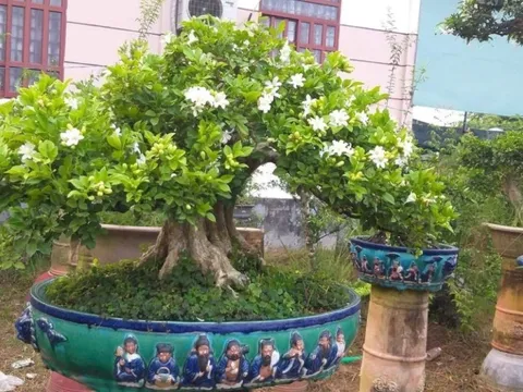 Top 4 cây cảnh thơm ngát, đặt 1 chậu nhỏ ở phòng khách cả nhà ướp hương, hút tài, chiêu lộc rất tốt
