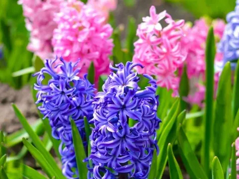 9 loại cây cảnh phổ biến trông đẹp nhưng lại có độc tố, chú ý khi trồng trong nhà
