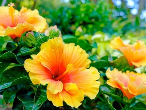 3 cây cảnh không nên trồng ban công, kẻo gia đình dễ gặp xui xẻo, tai ương
