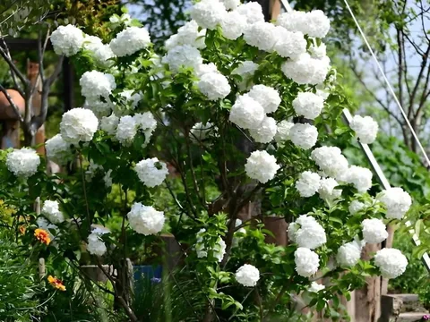 Trong sân nhà có 3 loại cây này "vinh hoa phú quý truyền đời con cháu", vậy 3 cây này là cây gì?