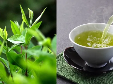 1 loại lá trồng đầy vườn quê được ví như 'nhân sâm người nghèo' là 'kè thù' của ung thư