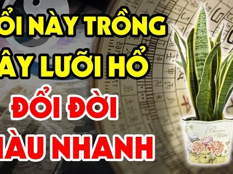 3 tuổi trồng lưỡi hổ Tiền - Tài kéo về, 2 tuổi đại kị trồng là mất Lộc