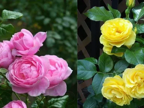 Cách chăm sóc cây hoa hồng mùa hè để hoa nở rực rỡ, lá không vàng úa