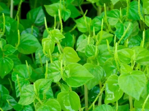 Loại rau mọc dại mang tên động vật, giàu canxi và cực kỳ bổ dưỡng