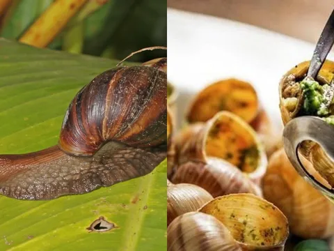 Ốc sên hoa – Đặc sản từng bị nhiều người sợ “khiếp vía”, giờ gây sốt với giá chỉ 120.000 đồng/kg