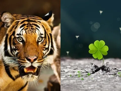 3 con giáp phá bế tắc: Tháng 7 tài vận tụ lại, tháng 8 lương thưởng tang, tháng 9 đỉnh cao viên mãn