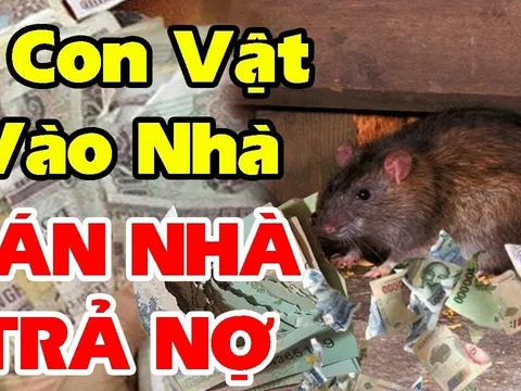 5 con vật này vào nhà Chặn Cửa Tài Lộc mang theo xui xẻo: Đặc biệt loại thứ 2 đuổi ngay kẻo khánh kiệt