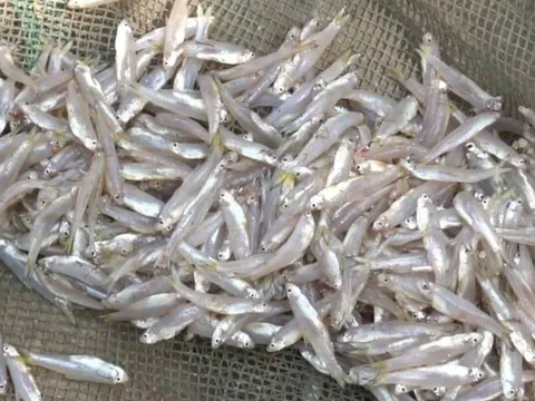 Đi chợ gặp 6 loại cá tự nhiên này mua ngay kẻo hết: Rẻ hơn thịt, bổ ngang nhân sâm tổ yến