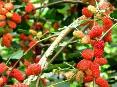Tổ tiên dạy: “Trồng cây là trồng phúc, giữ cây là giữ lộc” – 3 cây quý chớ dại chặt
