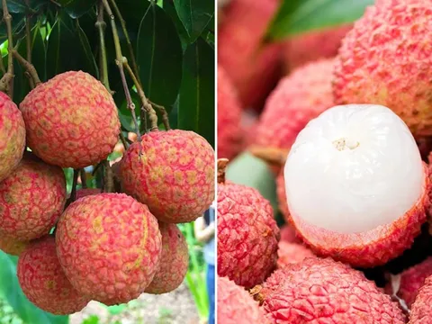 3 thực phẩm kỵ với vải, ăn chung là rước thêm bệnh vào thân