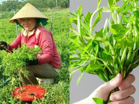 Chị nông dân Phú Yên đổi đời nhờ rau ngổ: Cây nhà lá vườn, dễ trồng, thu nhập chục triệu mỗi tháng
