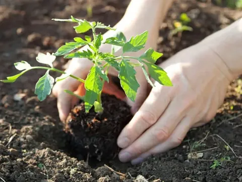 7 sai lầm lớn nhất khi trồng cà chua ai cũng nên biết, để cây sinh trưởng tốt và nhiều quả