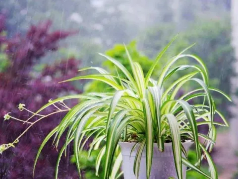 Phòng ngủ trồng 5 loại cây này tốt cho sức khỏe, đón tài lộc, tăng thêm vượng khí