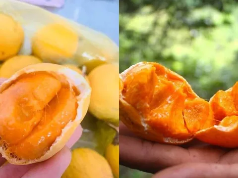 Quả gùi – “viên ngọc thô” từ rừng sâu An Giang bỗng trở thành đặc sản gây sốt phố thị