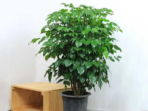 Trồng ngay 2 cây cảnh "phát lộc" này trong phòng khách, con cháu giàu sang mãi