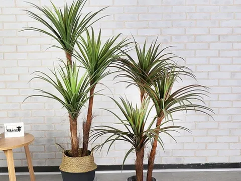 5 loại cây cảnh phong thủy mang đến nguồn năng lượng tích cực, sự thịnh vượng, an khang cho gia chủ