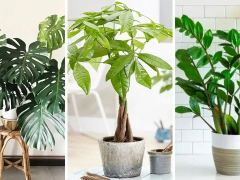 5 loại cây "giữ của, chiêu tài" 10 nhà trồng thì 9 nhà giàu: Nhà bạn có không?