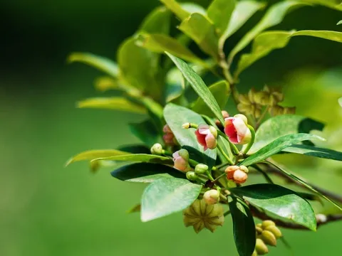 Loài “hoa nghìn tỷ” khiến Ấn Độ “săn” không ngừng: Việt Nam cùng Trung Quốc dẫn đầu nguồn cung toàn cầu