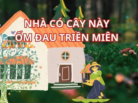 Người xưa dặn: 5 cây ác trước nhà Chặn Cửa Thần Tài, Hút Vận Xui, cây càng xanh tốt, người càng hao kiệt