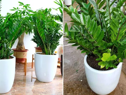 Trong nhà đặt cây kim tiền ở vị trí này là tốt nhất, chỉ cần 1 là tài lộc đến ào ào