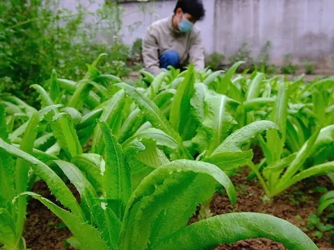 1 Nắm rau này bằng 3 tô canh xương, nấu lên thơm lừng cả bếp