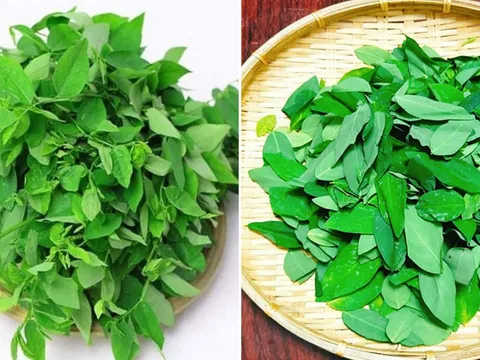 Tại sao khi nấu rau ngót, phải vò lá rau trước khi nấu?