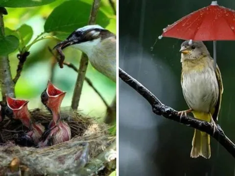 Tổ chim thường hướng lên trời khi mưa bão thì sẽ ra sao? Hóa ra chúng rất thông minh đã tính rất kỹ lưỡng