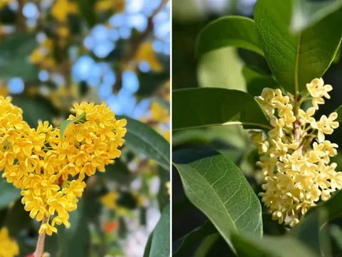 Trồng cây mộc hương trước nhà có ý nghĩa phong thủy gì?