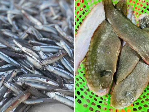 5 loại cá tự nhiên thịt ngon, giá rẻ, không thể nuôi nhân tạo, đi chợ gặp được phải mua ngay