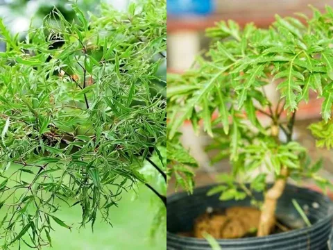 Cây đinh lăng trong phong thủy: Biểu tượng bảo hộ và hút tài lộc trong nhà ở Việt