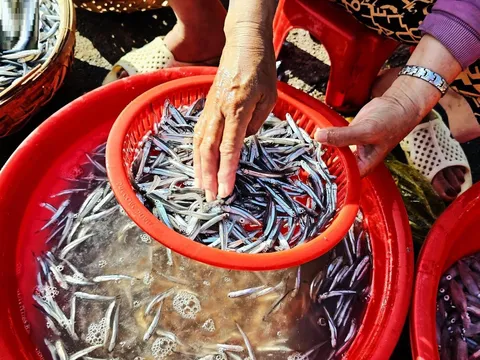 3 loại cá rẻ mấy cũng đừng mua, 4 loại cá gặp đừng tiếc tiền mua về: Là những loại nào?