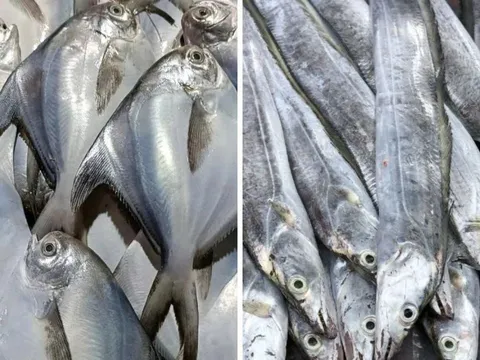 4 loại cá tự nhiên không thể nuôi nhân tạo, giá rẻ: Đi chợ gặp phải mua liền