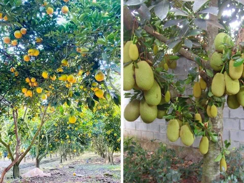4 loại cây phong thủy "hút lộc" tromg sân: Cây còn tài lộc còn, chặt mất là dại