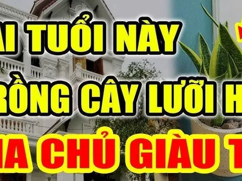 2 tuổi Hợp Mệnh trồng cây Lưỡi Hổ, 1 tuổi rất kị phải nhổ bỏ ngay