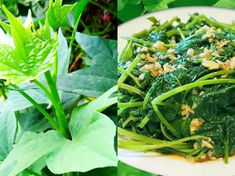 Loại rau trước thường cho lợn ăn nay thành món ăn đồng quê tốt như thần dược, bổ hơn nhân sâm tổ yến