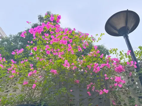 Đừng chỉ tưới nước lã, thêm thứ này vào hoa giấy sẽ nở rực quanh năm
