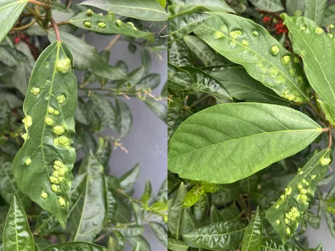 Lý do lá sung nhiều nổi nốt sần: Loại lá này có ăn được không?